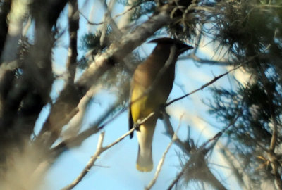 411neals 069cedarwaxwings.jpg