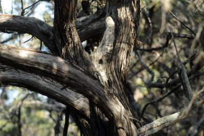 411neals 071juniper.jpg