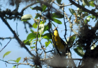 411neals 135yellowbreastedchat.jpg
