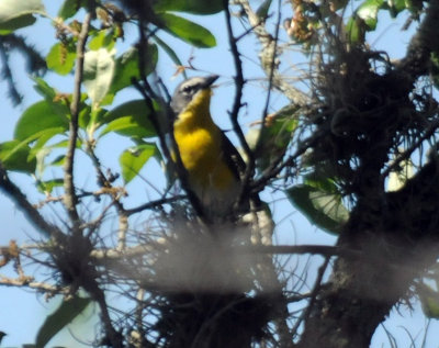 411neals 136yellowbreastedchat.jpg