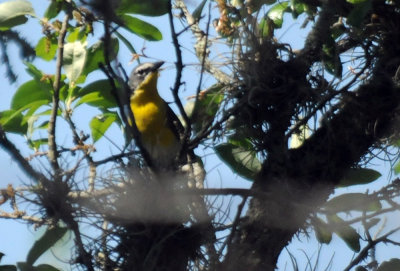 411neals 138yellowbreastedchat.jpg