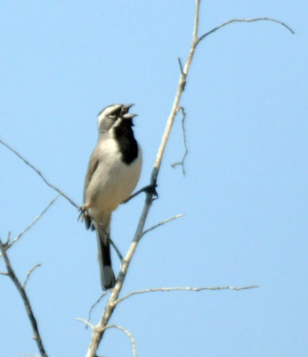 411neals 145blackthroatedsparrow.jpg