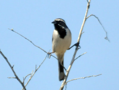 411neals 149blackthroatedsparrow.jpg