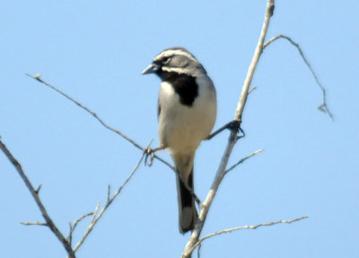 411neals 151blackthroatedsparrow.jpg