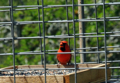 411neals 173ncardinal.jpg