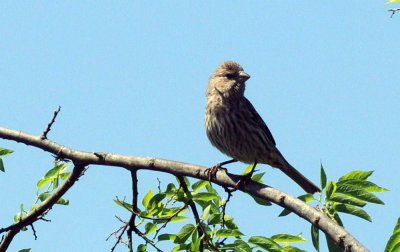 411neals 177housefinch.jpg