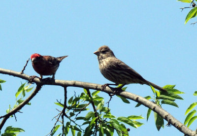 411neals 182housefinches.jpg