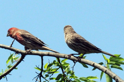 411neals 185housefinches.jpg