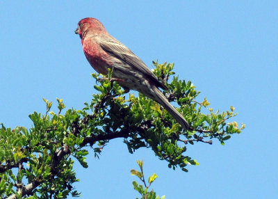 411neals 186housefinch.jpg