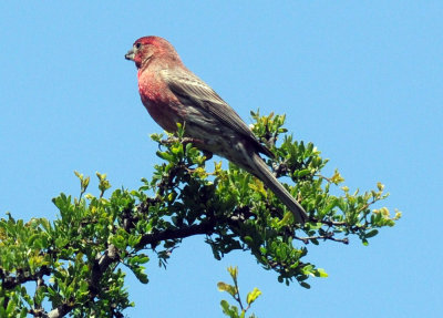 411neals 188housefinch.jpg