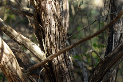 411neals 07214juniper.jpg