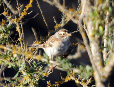 415nealscooks 018sparrow.jpg