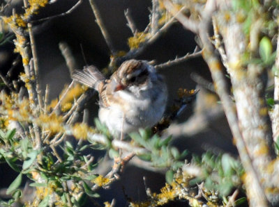 415nealscooks 020sparrow.jpg