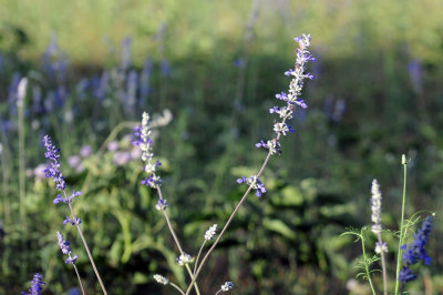 415nealscooks 023nneallysage.jpg