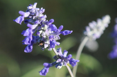 415nealscooks 025sage.jpg