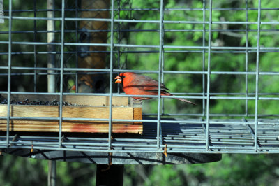 415nealscooks 053cardinal.jpg