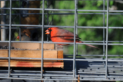 415nealscooks 053cardinal2.jpg
