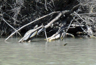 415nealscooks 275redearredslider.jpg