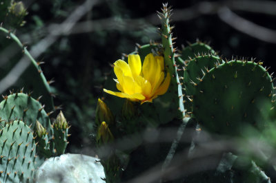 415nealscooks 278cactus.jpg