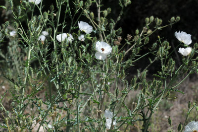 415nealscooks 294flowers.jpg
