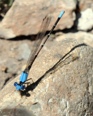 415nealscooks 298bluefronteddancer.jpg