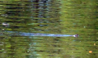 415nealscooks 302snake.jpg