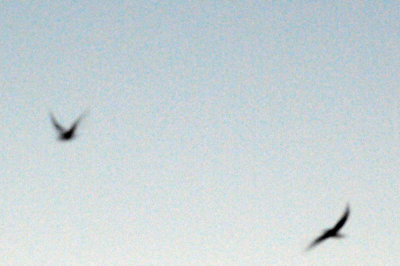 417nighthawk 010lessernighthawk.jpg
