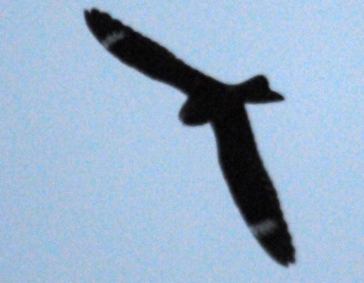 418nighthawk 019nighthawk.jpg