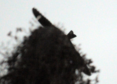 418nighthawk 020nighthawk.jpg