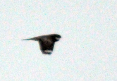 418nighthawk 022nighthawk.jpg