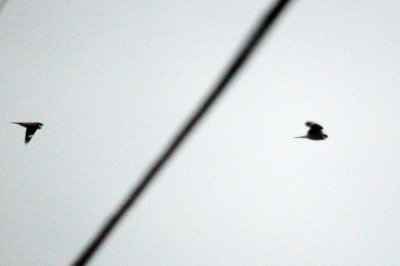 418nighthawk 023nighthawk.jpg