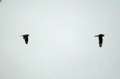 418nighthawk 024nighthawk.jpg