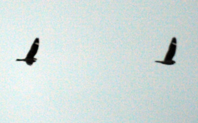 418nighthawk 025nighthawk.jpg