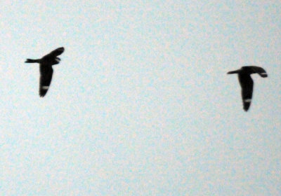 418nighthawk 026nighthawk.jpg