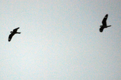 418nighthawk 029nighthawkzzzzzzzz.jpg