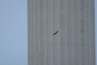418nighthawk 034nighthawk.jpg