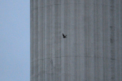 418nighthawk 042nighthawk.jpg