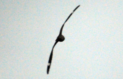 418nighthawk 046nighthawkzzzzzzzz.jpg