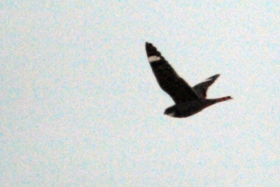 418nighthawk 050nighthawk.jpg