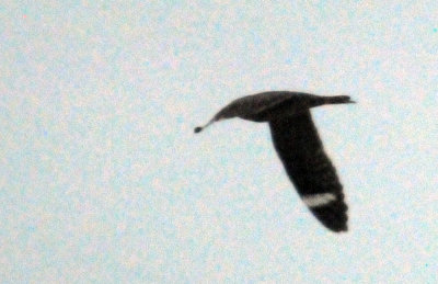 418nighthawk 051nighthawkzzzzzzzzz.jpg