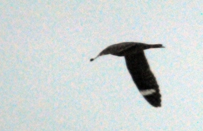 418nighthawk 051nighthawkzzzzzzzzz.jpg