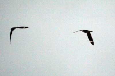 418nighthawk 053nighthawkzzzzzzzzz.jpg