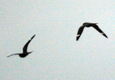 418nighthawk 055nighthawk.jpg