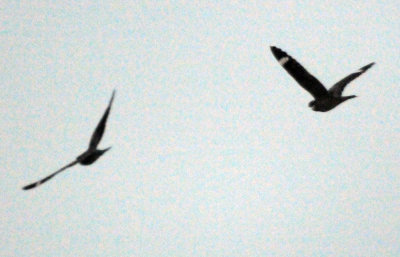 418nighthawk 054nighthawkzzzzzzzzzz.jpg