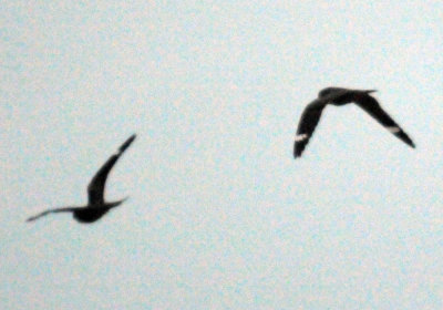 418nighthawk 055nighthawk.jpg