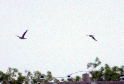 418nighthawk 063nighthawkzzzzzz.jpg