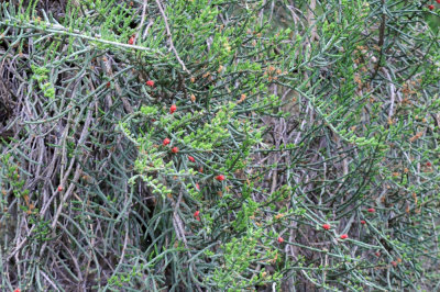 418cooks 003christmas cacti.jpg