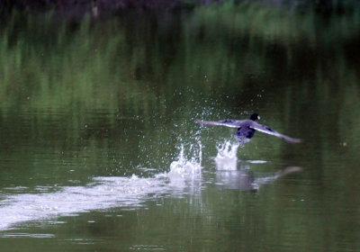 418cooks 011coot jesus bird.jpg