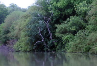 418cooks 013sloughmagictree.jpg