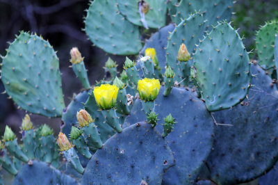 418cooks 017cactusflower.jpg